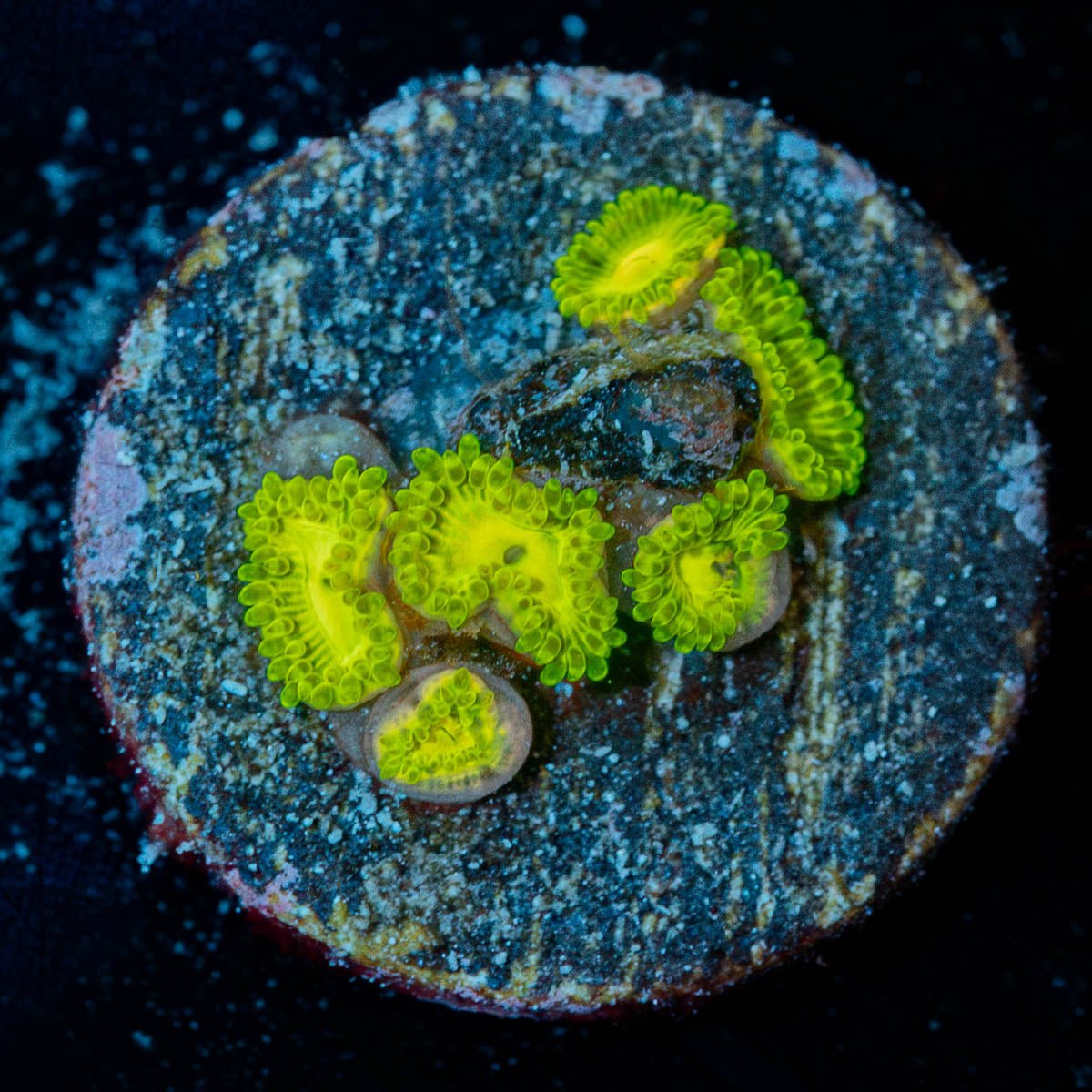 Emeralds Muals Zoanthid - riptide aquaculture llc