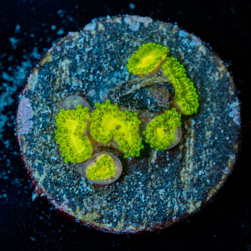 Emeralds Muals Zoanthid