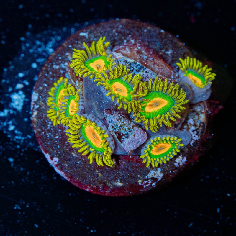 Rasta Zoanthid