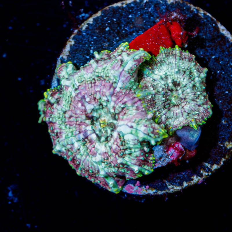 Pink Confetti Mushroom