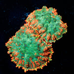 Charizard Rhodactis Mushroom - riptide aquaculture llc