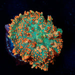 Charizard Rhodactis Mushroom - riptide aquaculture llc