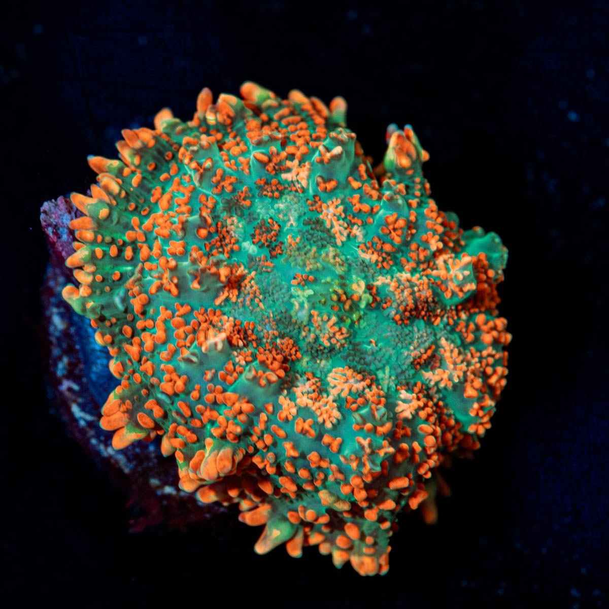 Charizard Rhodactis Mushroom - riptide aquaculture llc