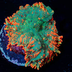 Charizard Rhodactis Mushroom - riptide aquaculture llc