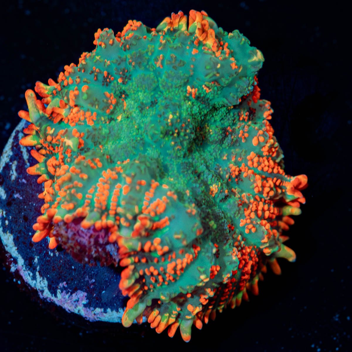 Charizard Rhodactis Mushroom - riptide aquaculture llc