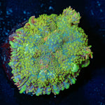 Green Rhodactis Mushroom - riptide aquaculture llc