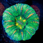 Green Button Scoly - riptide aquaculture llc