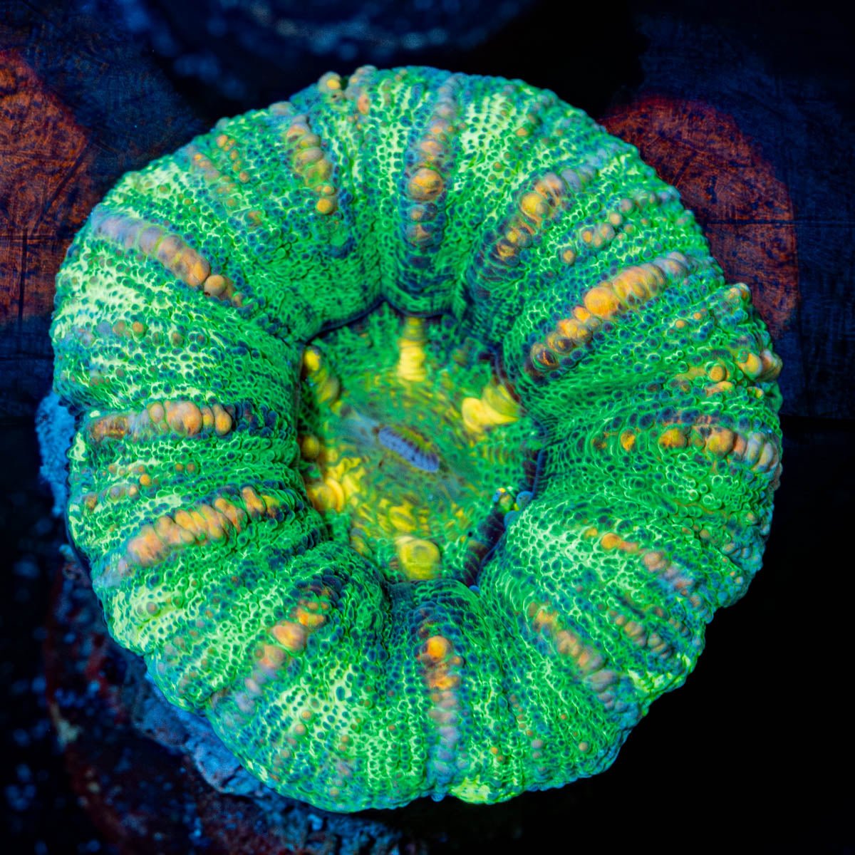 Green Button Scoly - riptide aquaculture llc