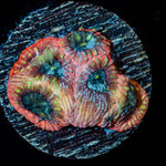 Pink Elephant Favia - riptide aquaculture llc