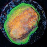 Watermelon Psacamacora - riptide aquaculture llc