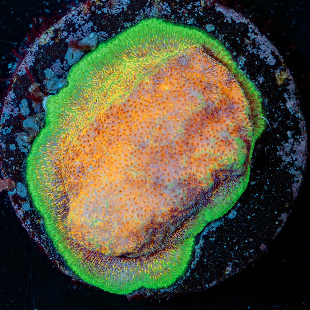 Watermelon Psacamacora - riptide aquaculture llc