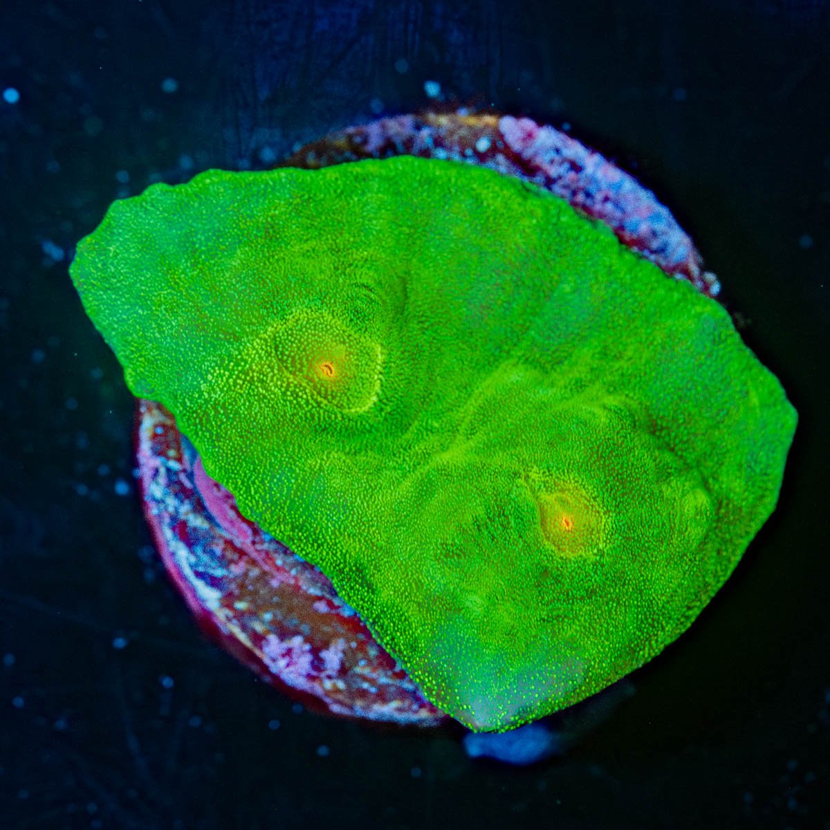 UFO Chalice - riptide aquaculture llc