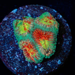 A$$ Fungus Favia - riptide aquaculture llc