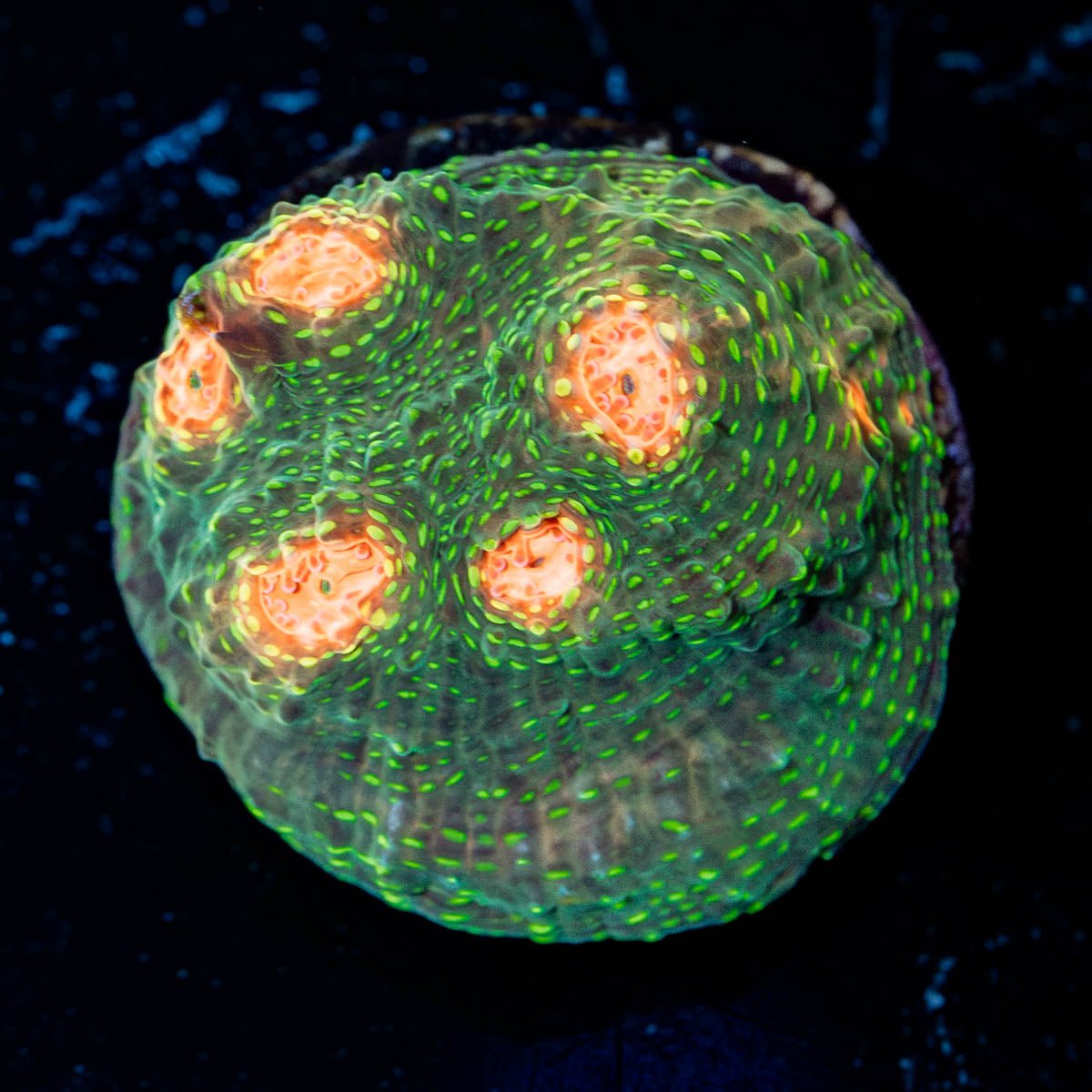 Mummy Eye Chalice - riptide aquaculture llc