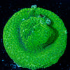 Grassy Green Stylocoeniella - riptide aquaculture llc