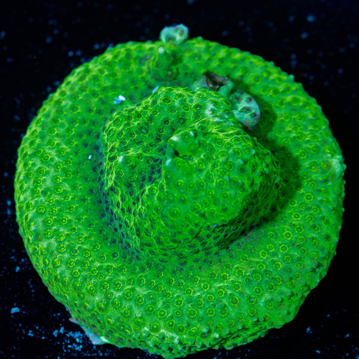 Grassy Green Stylocoeniella - riptide aquaculture llc