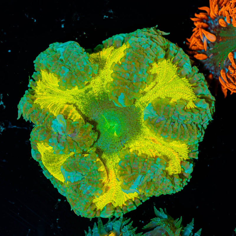 Ultra Rock Flower Anemone