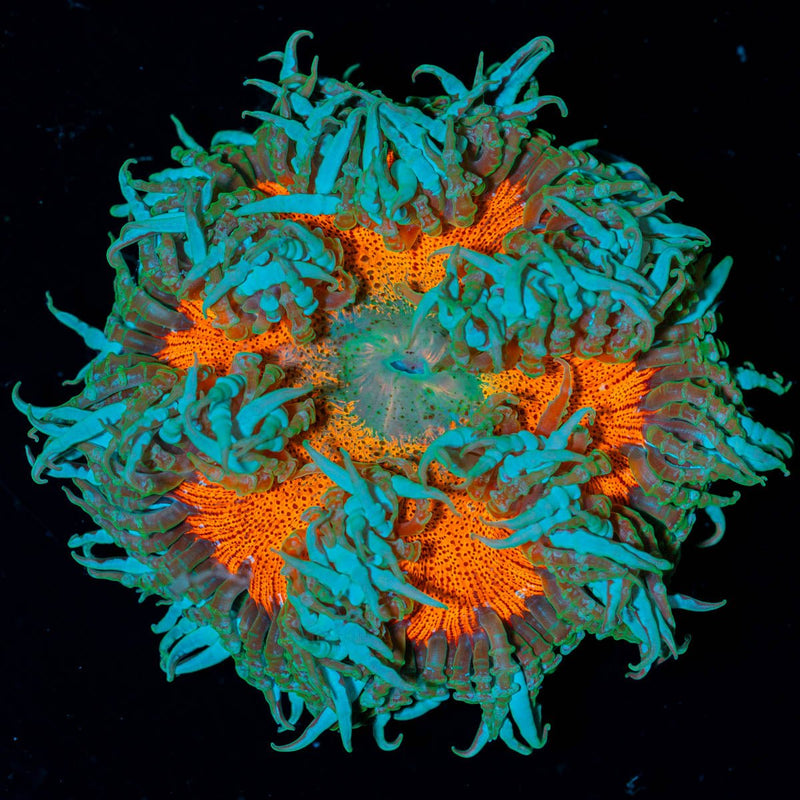 Ultra Rock Flower Anemone