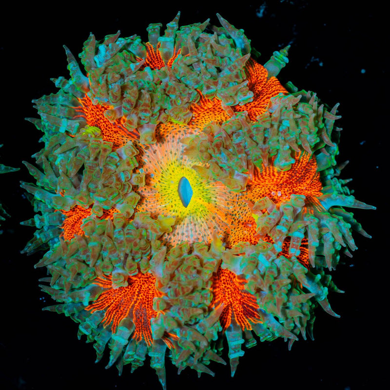 Ultra Rock Flower Anemone