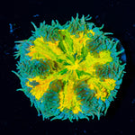 Ultra Rock Flower Anemone (Rainbow Eucalyptus) - riptide aquaculture llc