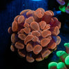Rose Branching Hammer - riptide aquaculture llc