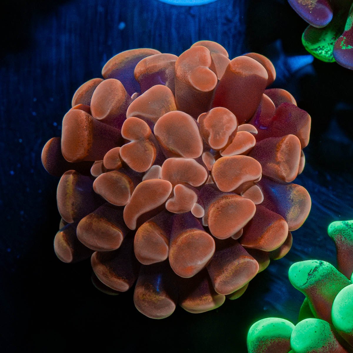 Rose Branching Hammer - riptide aquaculture llc