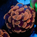 Rose Branching Hammer - riptide aquaculture llc