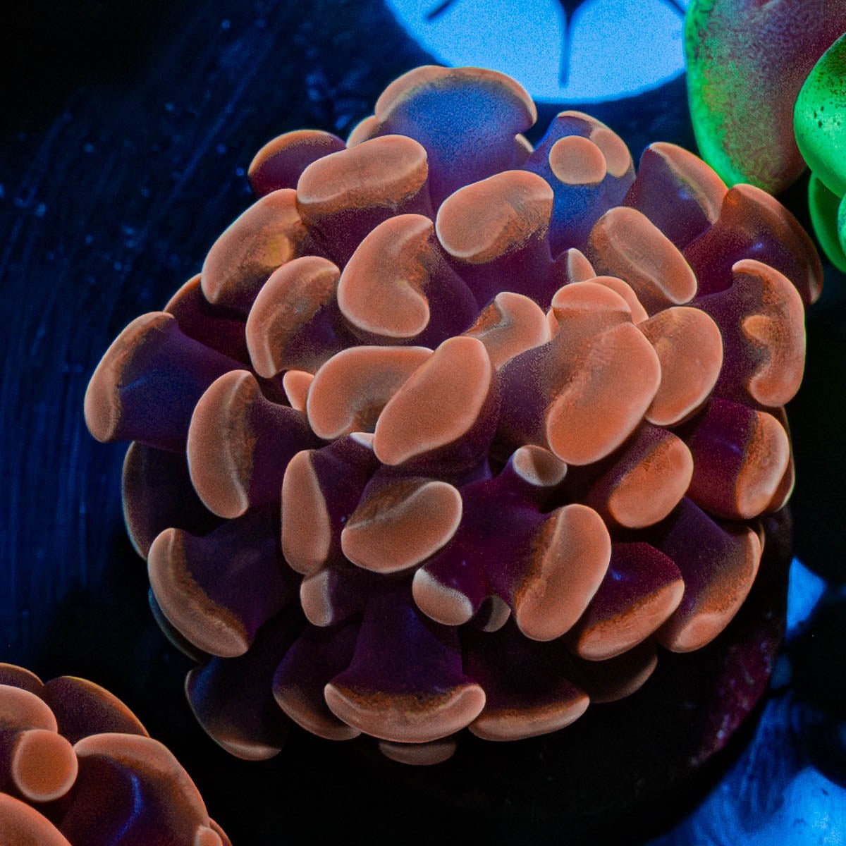 Rose Branching Hammer - riptide aquaculture llc
