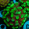 Green Splatter Branching Hammer - riptide aquaculture llc