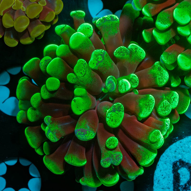 Green Splatter Branching Hammer