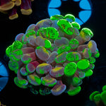 Sick & Twisted Branching Hammer - riptide aquaculture llc
