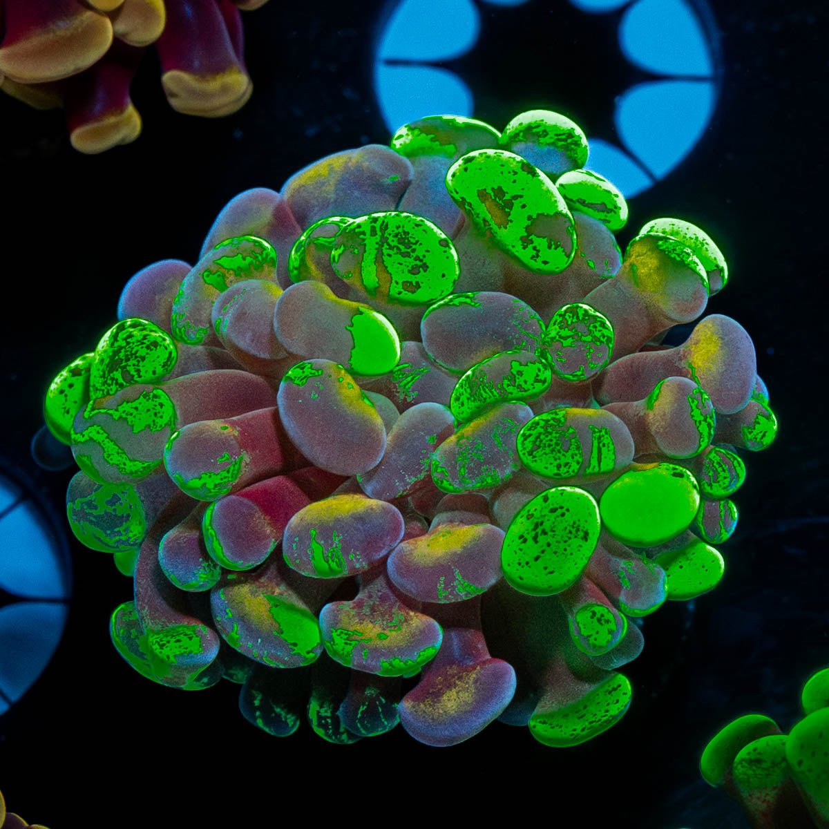 Sick & Twisted Branching Hammer - riptide aquaculture llc