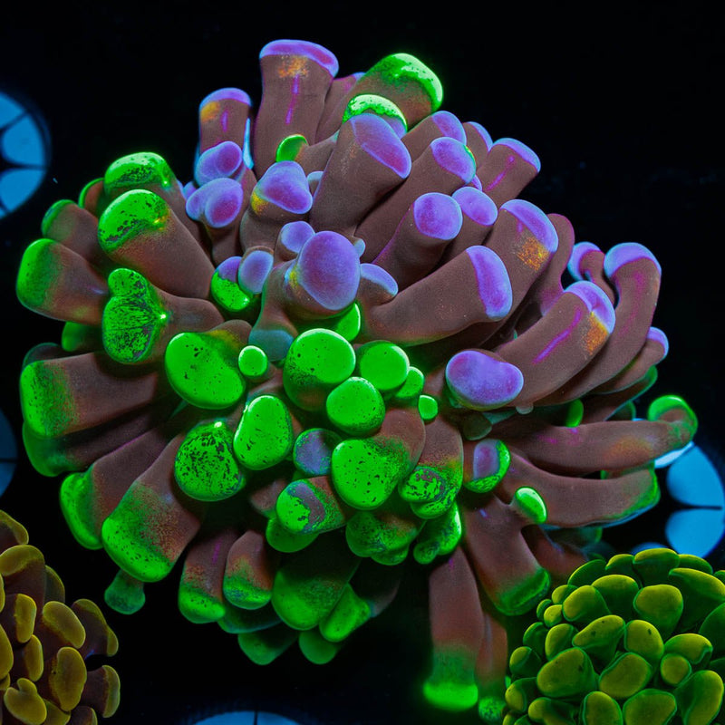 Green Splatter Branching Hammer