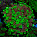 Green Splatter Branching Hammer - riptide aquaculture llc