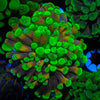 Green Splatter Branching Hammer - riptide aquaculture llc