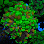 Green Splatter Branching Hammer - riptide aquaculture llc