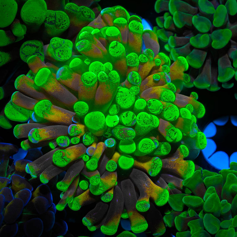Green Splatter Branching Hammer