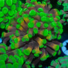 Green Splatter Branching Hammer - riptide aquaculture llc