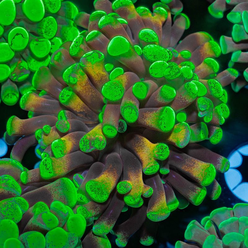 Green Splatter Branching Hammer