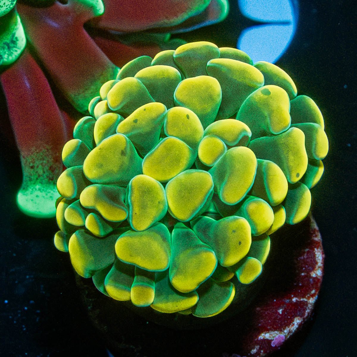 Monty Python Branching Hammer - riptide aquaculture llc