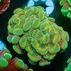 Gold Branching Hammer - riptide aquaculture llc