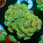 Gold Branching Hammer - riptide aquaculture llc