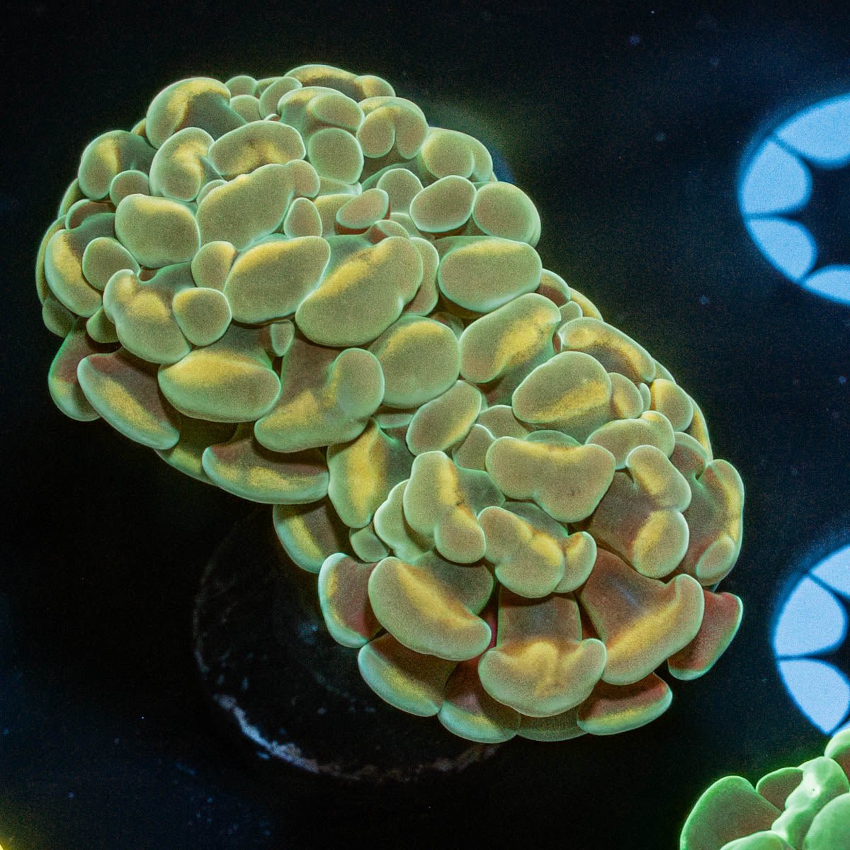Gold Branching Hammer - riptide aquaculture llc