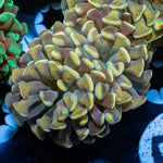 Gold Branching Hammer - riptide aquaculture llc