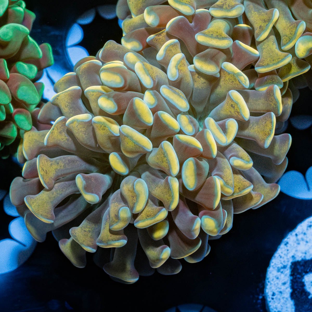 Gold Branching Hammer - riptide aquaculture llc