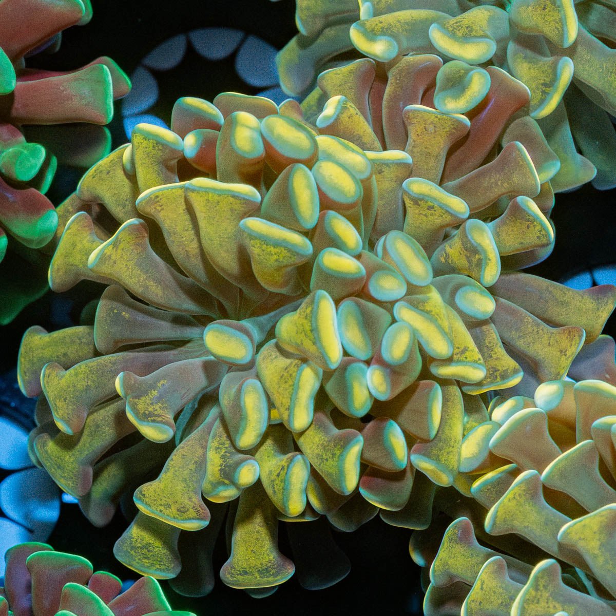 Gold Branching Hammer - riptide aquaculture llc