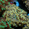 Gold Branching Hammer - riptide aquaculture llc