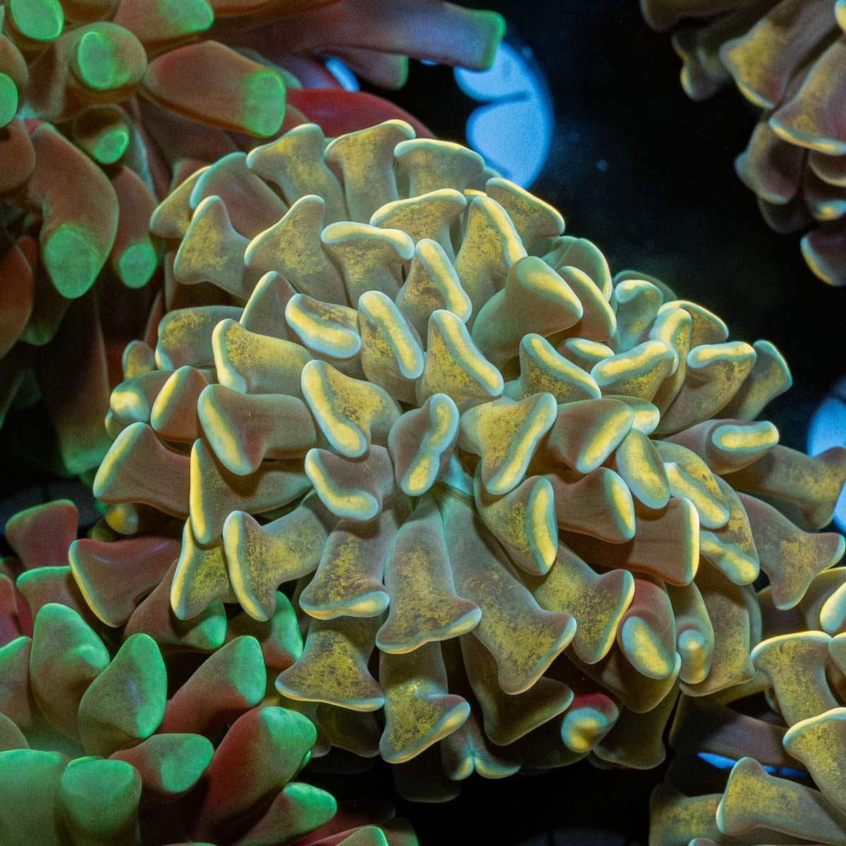 Gold Branching Hammer - riptide aquaculture llc