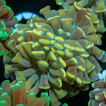 Gold Branching Hammer - riptide aquaculture llc