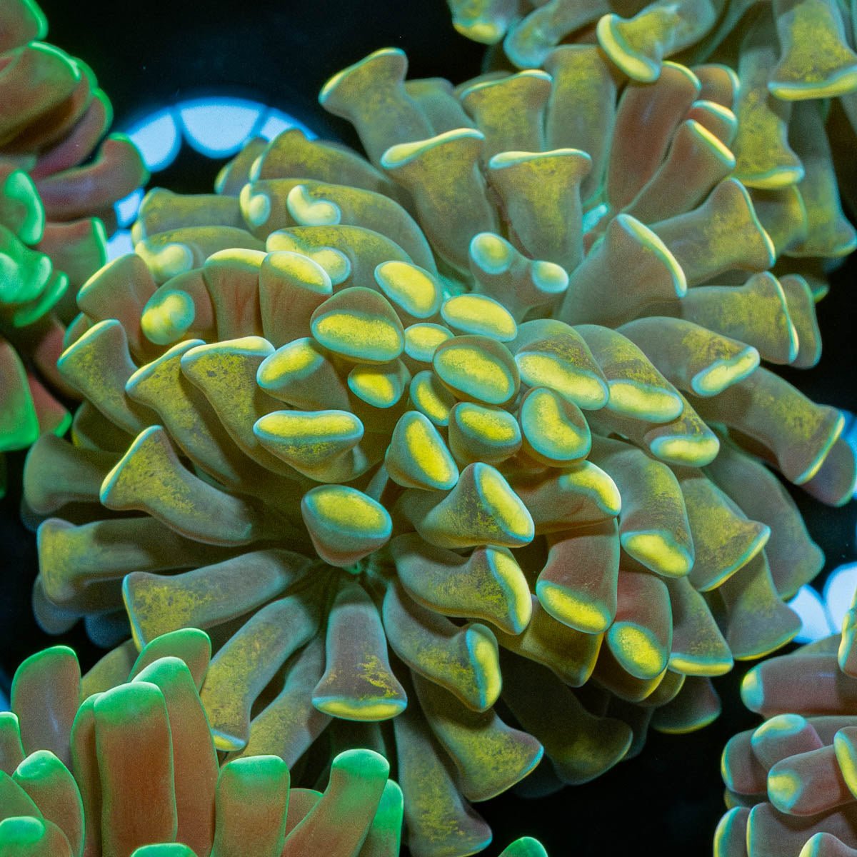 Gold Branching Hammer - riptide aquaculture llc